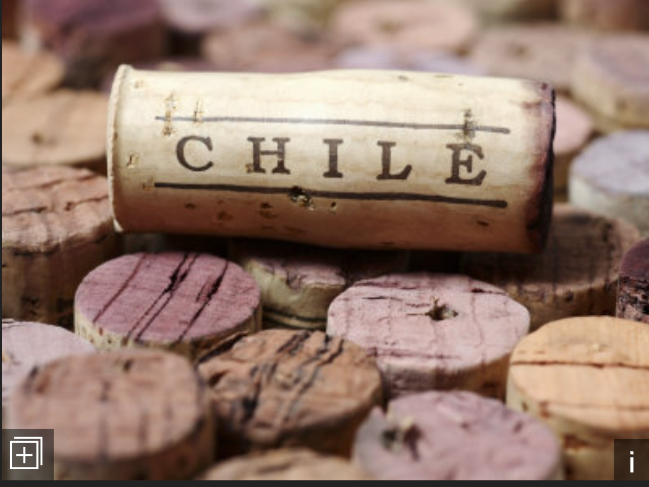 Chilean Wine Country in Vinha Del Mar
