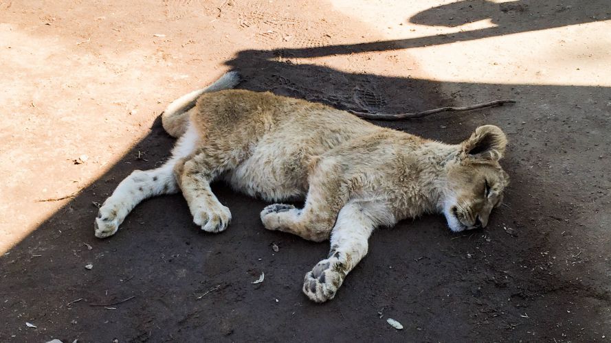 A Cub in a Lion Camp Taking a Nap