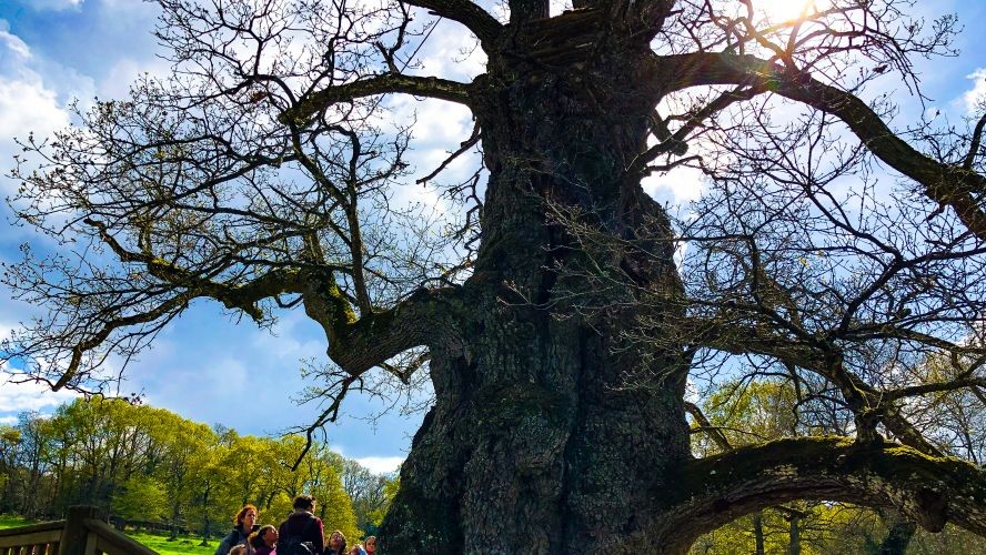 Live 900 Year-Old Tree