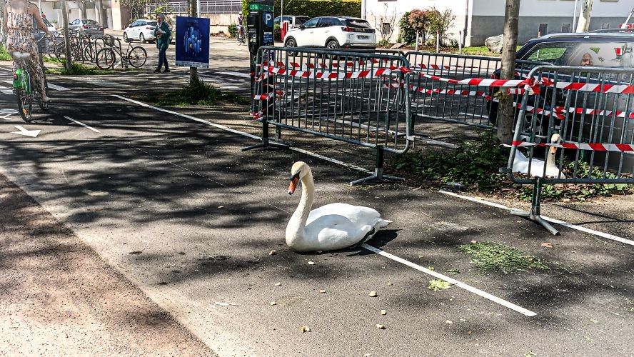 Swan in Middle Bike Path in Strasbourg